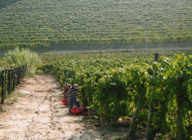 Informazioni sulla nostra azienda - vini Arnera Giancarlo